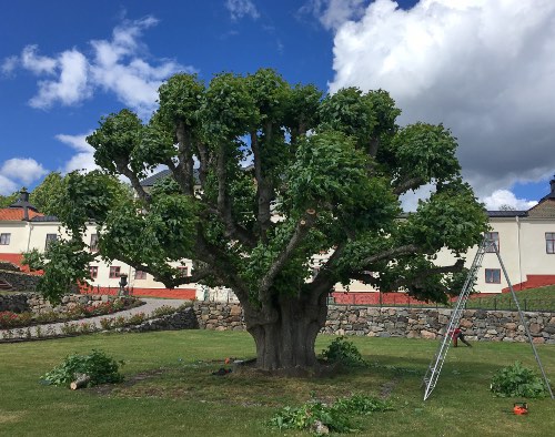 Flera 100 år gammal lind