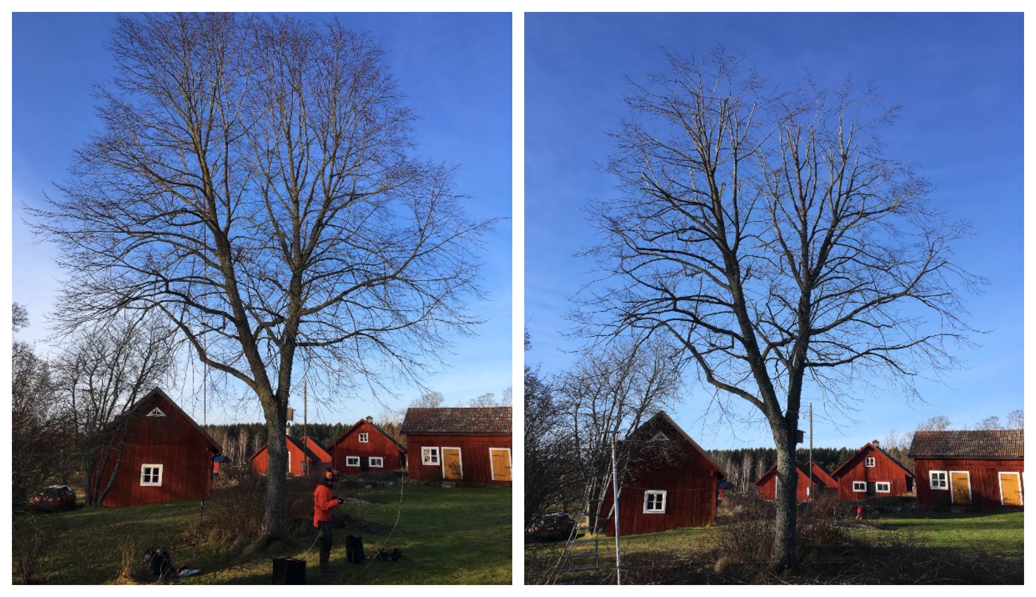 Trädbeskärning 2 Kronreducerad lind