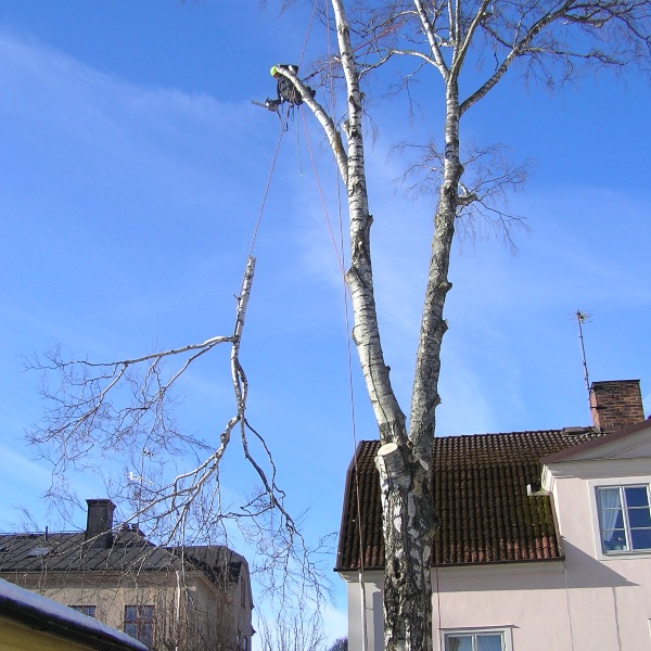 Trädfällning i stadsmiljö Nyköping