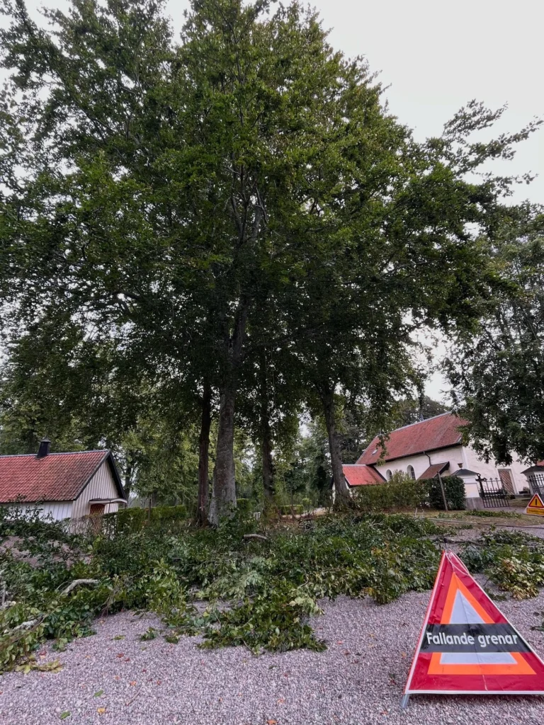 Höstens trädvårds-period har som vanligt varit intensiv för oss och klättring i stora träd fem dagar i veckan under längre tid börjar kännas i underarmarna. 😁🐒
Oftast handlar det om säkerhets-beskärning med viktavlastande reducering åt både privata kunder, kyrkogårdar och ett och annat slott. 
Det här med tid för beskärning är ett ganska omdiskuterat ämne och när september är slut, behöver inte JAS-perioden vara över. 
JAS är ett begrepp som används över hela landet och september i norra Sverige är inte det samma som i södra delarna av landet. Min erfarenhet är att man mycket väl kan beskära en bra bit in i oktober i Södermanland. 
Hamling utförs med fördel på senhösten, då träd slipper chockas mitt i vegetationstiden. 
Vinter-beskärning av ek, lind och ask fortsätter vi med efter löv-fällningen, men undviker perioder under -10 grader. 🍁🪾

#Trädhöjdaren #Arborist 
#CertifieradArborist #Trädvård #Beskärning #Trädbesiktning #Kronstabilisering #Trädklättrare 
#BeskärningBlodbok #JAS-Beskärning #VårdAvSkyddsvärdaTräd #ArboristVårdträd 
🌳
#Södermanland #Gnesta #Björnlunda #Trosa #Nyköping #Tysberga #Sparreholm #Malmköping #Järna #Södertälje #Mörkö #Vagnhärad#Oxelösund #Mariefred #Flen #Mölnbo
#Stjärnhov #Hölö