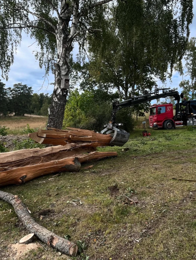 Akutjobb med blixt-skadat träd.🌳⚡️🪾

Vissa träd skadades i sommarens stormar pga olika svagheter, men även helt friska och strukturellt starka träd kan drabbas av blixtnedslag om oturen är framme.

Denna stora ek hade sprängts i 3 delar och slungat iväg flisor 30 meter bort. 
Med tur i oturen hade torpet bredvid klarat sig mirakulöst från att både krossats och brunnit ned. Halva kronan med tyngdpunkt mot huset hängde nämligen och gungade för minsta vind med öppet rakt genom huvudstammen. All el i stugan hade slagits ut av smällen. 

Blev ett lite extra spännande uppdrag att montera ned trädet i delar. Markfällning hade inte fungerat då trädet var sprucket i 3 delar ända ned till roten. 
Då vi är specialiserade på klättring var det som vanligt det som löste situationen och genom noggrann planering med riskbedömning genomfördes arbetet med förankring i annat träd, samt säkring med spännband runt huvudstam. 

Vi vill med detta inte skapa oro hos fastighetsägare med träd nära hus, då risken för blixtnedslag egentligen är låg. 
Men skulle oturen ändå vara framme bör hemförsäkringen täcka skadorna. 😊

#TrädhöjdarenAB #BlixtskadatTräd 
#FällningRiskträd #AkutTrädfällning #SäkerTrädfällning #TryggTrädfällning #ArboristFällning #Sektionsfällning #CertifieradArborist #UtbildadArborist 
#Trädbesiktning 
🌳 
#Södermanland #Sörmland #Gnesta #Björnlunda #Trosa #Nyköping #Tysberga #Järna #Södertälje