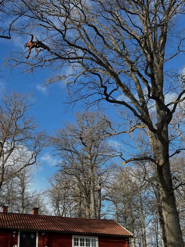 Säkerhetsbeskärning av ekarna vid Hyltinge Hembygdsgård i Sparreholm. 🌳🦇🪲
En av Sörmlands vackraste platser där vi har det ärofyllda uppdraget att jobba med de flera hundra år gamla ekarna i denna värdefulla kulturmiljö. 
Platsen som är belägen på en udde i Båven ligger i anslutning till naturreservatet Sparreholms Ekhagar och vi försöker jobba efter en kompromiss av naturvård och säkerhet. 😊
En friväxande ek sägs växa i 300 år, leva i 300 år för att sedan dö i 300 år. 
I naturreservatet genomgår de denna livscykel naturligt och många är i sin sista tillbakagångsfas med ett högt naturvärde i form av död ved och håligheter som skapar en livsmiljö för hundratals arter. 
På hembygdsgården vistas det mycket folk och kraven på säkerhet är därför höga. Vi kombinerar viktavlastande beskärning och kronrensning av döda grenar med att lämna en viss andel död och torr ved kvar. Detta i form av att övergrova döda grenar inte snittas av helt inne vid stammen, då trädet ändå inte har kapaciteten att läka så pass grova snitt. 
Stumpar som inte utgör någon risk lämnas därmed kvar ur naturvårdssynpunkt. De sågas snett eller i naturligt grenbrott-snitt för undvika raka snitt som inte passar in. 🌳🦉 Kontakta Birk på Trädhöjdaren AB vid behov av Arborist-tjänster 070 4354203  www.trädhöjdaren.se

#HyltingeHembyggdsgård #Veteranträd #SkyddsvärdaTräd #ArboristNaturvård
#ArboristFörGammlaTräd