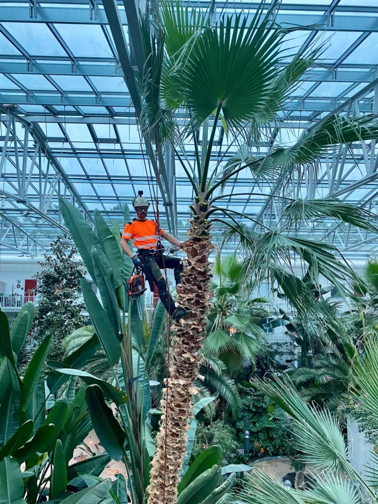 Trädhöjdaren AB önskar alla ett riktigt gott 2026!
🥳🌴⛄️
Ett av vårt sista jobb för 2025, var av det lite mer exotiska slaget med fällning av palmer i tropikhus. Bostadsrättsföreningen Bovieran finns på flera platser i Sverige och för fem år sedan plockade vi ner 6 stycken palmer i Nyköping. Men nu var det dags för Örebro, som önskade anlita Arborist med specialkompetens på fällning av palmer. 
Anledningen till att de högsta palmerna behövde plockas ned, var att de hade trivts så bra att de tyvärr vuxit sig upp i växthuset tak. 
Stammarna hade vid basen en diameter på 70-80 cm och mycket tunga (vätskefyllda) att hantera. För att undvika att skada annan djungel-vegetation fick de delvis firas ned kontrollerat i delar, med förankring i växthusets tak-konstruktion. 
Inget typ av träd är omöjligt för Trädhöjdaren AB med kollegor. 😎🌴👍

#Trädhöjdaren #PalmFällning #ExotiskArborist #ArboristOvanligaTräd #BovieransPalmer