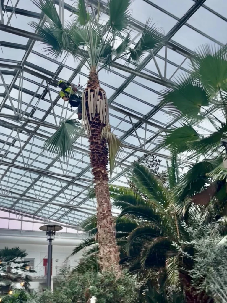 Trädhöjdaren AB önskar alla ett riktigt gott 2026!
🥳🌴⛄️
Ett av vårt sista jobb för 2025, var av det lite mer exotiska slaget med fällning av palmer i tropikhus. Bostadsrättsföreningen Bovieran finns på flera platser i Sverige och för fem år sedan plockade vi ner 6 stycken palmer i Nyköping. Men nu var det dags för Örebro, som önskade anlita Arborist med specialkompetens på fällning av palmer. 
Anledningen till att de högsta palmerna behövde plockas ned, var att de hade trivts så bra att de tyvärr vuxit sig upp i växthuset tak. 
Stammarna hade vid basen en diameter på 70-80 cm och mycket tunga (vätskefyllda) att hantera. För att undvika att skada annan djungel-vegetation fick de delvis firas ned kontrollerat i delar, med förankring i växthusets tak-konstruktion. 
Inget typ av träd är omöjligt för Trädhöjdaren AB med kollegor. 😎🌴👍

#Trädhöjdaren #PalmFällning #ExotiskArborist #ArboristOvanligaTräd #BovieransPalmer