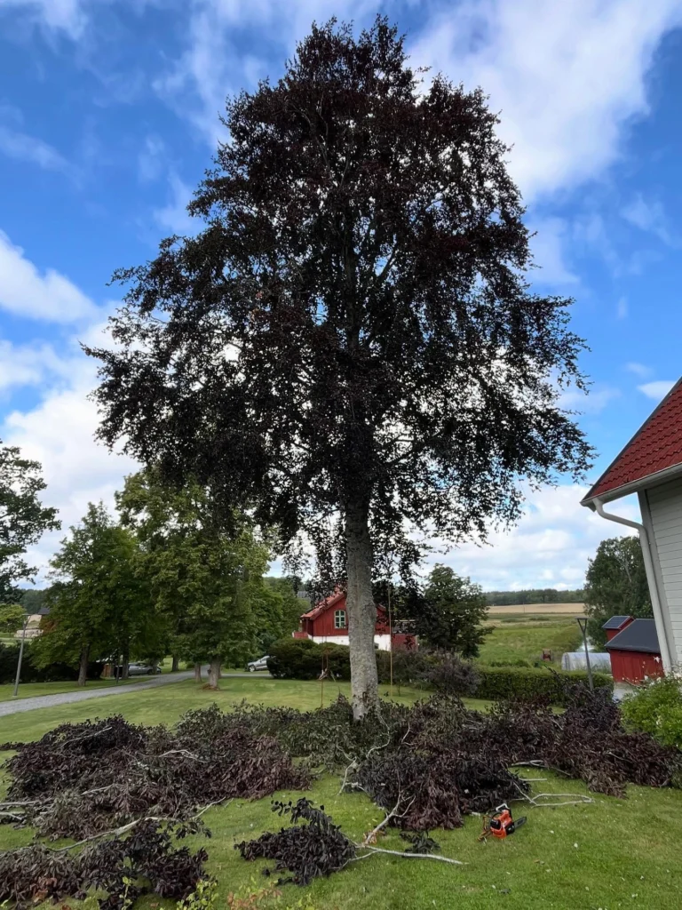 Höstens trädvårds-period har som vanligt varit intensiv för oss och klättring i stora träd fem dagar i veckan under längre tid börjar kännas i underarmarna. 😁🐒
Oftast handlar det om säkerhets-beskärning med viktavlastande reducering åt både privata kunder, kyrkogårdar och ett och annat slott. 
Det här med tid för beskärning är ett ganska omdiskuterat ämne och när september är slut, behöver inte JAS-perioden vara över. 
JAS är ett begrepp som används över hela landet och september i norra Sverige är inte det samma som i södra delarna av landet. Min erfarenhet är att man mycket väl kan beskära en bra bit in i oktober i Södermanland. 
Hamling utförs med fördel på senhösten, då träd slipper chockas mitt i vegetationstiden. 
Vinter-beskärning av ek, lind och ask fortsätter vi med efter löv-fällningen, men undviker perioder under -10 grader. 🍁🪾

#Trädhöjdaren #Arborist 
#CertifieradArborist #Trädvård #Beskärning #Trädbesiktning #Kronstabilisering #Trädklättrare 
#BeskärningBlodbok #JAS-Beskärning #VårdAvSkyddsvärdaTräd #ArboristVårdträd 
🌳
#Södermanland #Gnesta #Björnlunda #Trosa #Nyköping #Tysberga #Sparreholm #Malmköping #Järna #Södertälje #Mörkö #Vagnhärad#Oxelösund #Mariefred #Flen #Mölnbo
#Stjärnhov #Hölö