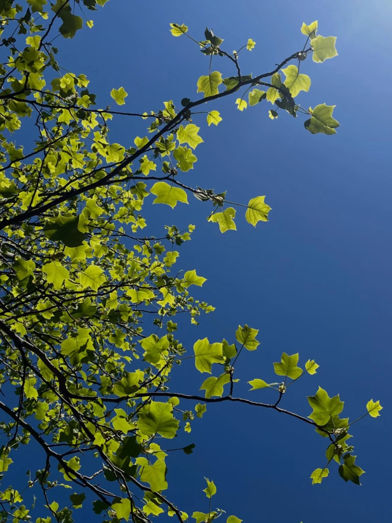 Plantering av riktigt stort Tulpanträd, Lirodendron tulipifera 😎🌳🌷
Det finns det man kallar stora träd på plantskolan, men så är det möjligt att special-beställa dubbelt så stora träd med en omkrets på upp till 60 cm. Detta tulpanträd var unikt i sitt slag på Stångby plantskola och hade väntat i många år på att få levereras till sin slutgiltiga växtplats. Ett träd som redan är uppåt 20 år gammalt och företablerat med en massa finrötter genom Air pot container.
Med val av lite mer exotiska träd som kan vara på gränsen till härdiga (i zon 2-3) är detta en stor fördel för en bra och snabbare etablering. 
Detta träd vägde ungefär 1,5 ton vid leverans och fick hanteras med kranbil till planeringsgropen. Förarbetet är då extra viktigt och höjden i gropen bör vara inmätt och i våg med vattenpass, för när väl trädet står där är justeringar svåra. 
Trädhöjdaren AB står till tjänst för plantering av stora träd. 😊🌳 

#PlanteringAvStoraTräd #ArboristPlantering #TrädhöjdarenPlanterar
#ExotiskaTrädSverige
#TrädvårdTulpanträd