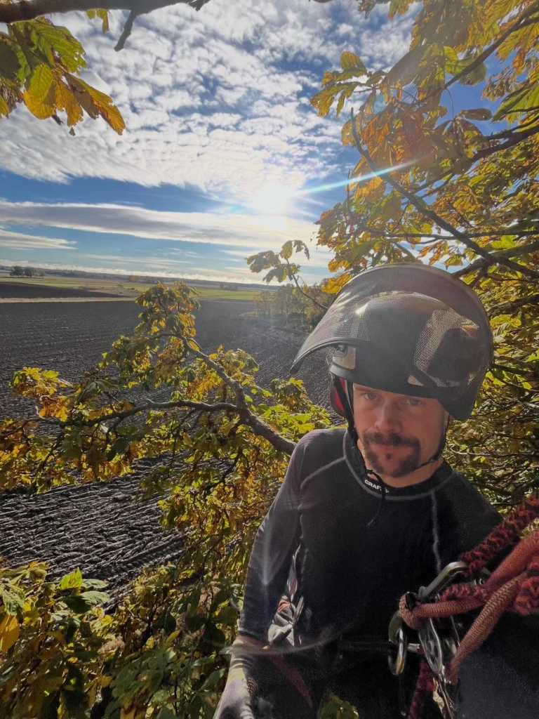 Höstens trädvårds-period har som vanligt varit intensiv för oss och klättring i stora träd fem dagar i veckan under längre tid börjar kännas i underarmarna. 😁🐒
Oftast handlar det om säkerhets-beskärning med viktavlastande reducering åt både privata kunder, kyrkogårdar och ett och annat slott. 
Det här med tid för beskärning är ett ganska omdiskuterat ämne och när september är slut, behöver inte JAS-perioden vara över. 
JAS är ett begrepp som används över hela landet och september i norra Sverige är inte det samma som i södra delarna av landet. Min erfarenhet är att man mycket väl kan beskära en bra bit in i oktober i Södermanland. 
Hamling utförs med fördel på senhösten, då träd slipper chockas mitt i vegetationstiden. 
Vinter-beskärning av ek, lind och ask fortsätter vi med efter löv-fällningen, men undviker perioder under -10 grader. 🍁🪾

#Trädhöjdaren #Arborist 
#CertifieradArborist #Trädvård #Beskärning #Trädbesiktning #Kronstabilisering #Trädklättrare 
#BeskärningBlodbok #JAS-Beskärning #VårdAvSkyddsvärdaTräd #ArboristVårdträd 
🌳
#Södermanland #Gnesta #Björnlunda #Trosa #Nyköping #Tysberga #Sparreholm #Malmköping #Järna #Södertälje #Mörkö #Vagnhärad#Oxelösund #Mariefred #Flen #Mölnbo
#Stjärnhov #Hölö