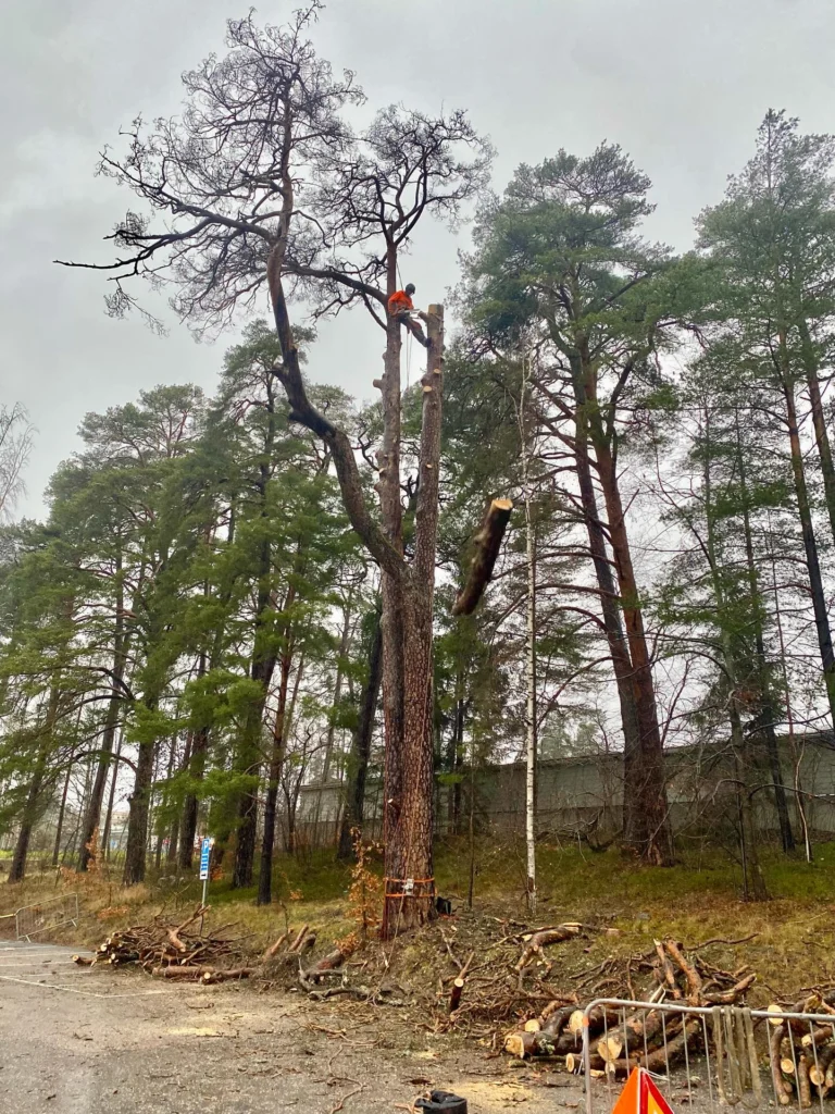 Fällning av död jätte-tall i ösregn åt Region Sörmland i Nyköping.
Det ska vara lite utmaning för Trädhöjdaren AB 😎

För att undvika att spräcka asfalten under fick de största delarna firas ned. Men gäller att ha i åtanke att trädet är dött och hållfastheten försämrad, när man belastar med riggningspunkt. 

 #FällningAvDöttTräd 
#FällningRiskträd #SäkerTrädfällning #TrädfällningNyköping #TrädfällningSörmland