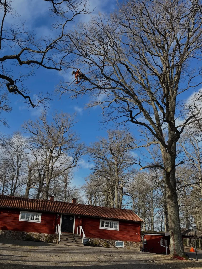 Säkerhetsbeskärning av ekarna vid Hyltinge Hembygdsgård i Sparreholm. 🌳🦇🪲
En av Sörmlands vackraste platser där vi har det ärofyllda uppdraget att jobba med de flera hundra år gamla ekarna i denna värdefulla kulturmiljö. 
Platsen som är belägen på en udde i Båven ligger i anslutning till naturreservatet Sparreholms Ekhagar och vi försöker jobba efter en kompromiss av naturvård och säkerhet. 😊
En friväxande ek sägs växa i 300 år, leva i 300 år för att sedan dö i 300 år. 
I naturreservatet genomgår de denna livscykel naturligt och många är i sin sista tillbakagångsfas med ett högt naturvärde i form av död ved och håligheter som skapar en livsmiljö för hundratals arter. 
På hembygdsgården vistas det mycket folk och kraven på säkerhet är därför höga. Vi kombinerar viktavlastande beskärning och kronrensning av döda grenar med att lämna en viss andel död och torr ved kvar. Detta i form av att övergrova döda grenar inte snittas av helt inne vid stammen, då trädet ändå inte har kapaciteten att läka så pass grova snitt. 
Stumpar som inte utgör någon risk lämnas därmed kvar ur naturvårdssynpunkt. De sågas snett eller i naturligt grenbrott-snitt för undvika raka snitt som inte passar in. 🌳🦉 Kontakta Birk på Trädhöjdaren AB vid behov av Arborist-tjänster 070 4354203  www.trädhöjdaren.se

#HyltingeHembyggdsgård #Veteranträd #SkyddsvärdaTräd #ArboristNaturvård
#ArboristFörGammlaTräd