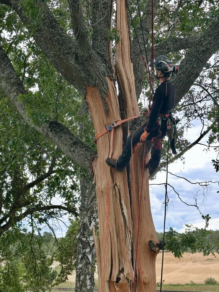 Akutjobb med blixt-skadat träd.🌳⚡️🪾

Vissa träd skadades i sommarens stormar pga olika svagheter, men även helt friska och strukturellt starka träd kan drabbas av blixtnedslag om oturen är framme.

Denna stora ek hade sprängts i 3 delar och slungat iväg flisor 30 meter bort. 
Med tur i oturen hade torpet bredvid klarat sig mirakulöst från att både krossats och brunnit ned. Halva kronan med tyngdpunkt mot huset hängde nämligen och gungade för minsta vind med öppet rakt genom huvudstammen. All el i stugan hade slagits ut av smällen. 

Blev ett lite extra spännande uppdrag att montera ned trädet i delar. Markfällning hade inte fungerat då trädet var sprucket i 3 delar ända ned till roten. 
Då vi är specialiserade på klättring var det som vanligt det som löste situationen och genom noggrann planering med riskbedömning genomfördes arbetet med förankring i annat träd, samt säkring med spännband runt huvudstam. 

Vi vill med detta inte skapa oro hos fastighetsägare med träd nära hus, då risken för blixtnedslag egentligen är låg. 
Men skulle oturen ändå vara framme bör hemförsäkringen täcka skadorna. 😊

#TrädhöjdarenAB #BlixtskadatTräd 
#FällningRiskträd #AkutTrädfällning #SäkerTrädfällning #TryggTrädfällning #ArboristFällning #Sektionsfällning #CertifieradArborist #UtbildadArborist 
#Trädbesiktning 
🌳 
#Södermanland #Sörmland #Gnesta #Björnlunda #Trosa #Nyköping #Tysberga #Järna #Södertälje