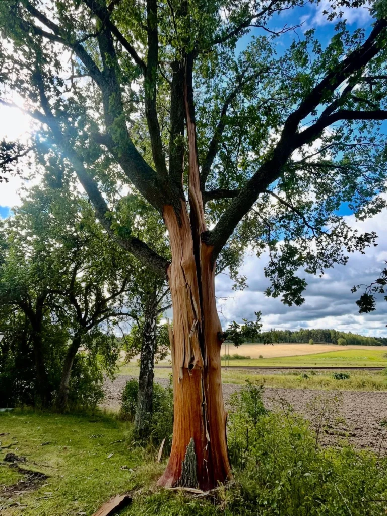 Akutjobb med blixt-skadat träd.🌳⚡️🪾

Vissa träd skadades i sommarens stormar pga olika svagheter, men även helt friska och strukturellt starka träd kan drabbas av blixtnedslag om oturen är framme.

Denna stora ek hade sprängts i 3 delar och slungat iväg flisor 30 meter bort. 
Med tur i oturen hade torpet bredvid klarat sig mirakulöst från att både krossats och brunnit ned. Halva kronan med tyngdpunkt mot huset hängde nämligen och gungade för minsta vind med öppet rakt genom huvudstammen. All el i stugan hade slagits ut av smällen. 

Blev ett lite extra spännande uppdrag att montera ned trädet i delar. Markfällning hade inte fungerat då trädet var sprucket i 3 delar ända ned till roten. 
Då vi är specialiserade på klättring var det som vanligt det som löste situationen och genom noggrann planering med riskbedömning genomfördes arbetet med förankring i annat träd, samt säkring med spännband runt huvudstam. 

Vi vill med detta inte skapa oro hos fastighetsägare med träd nära hus, då risken för blixtnedslag egentligen är låg. 
Men skulle oturen ändå vara framme bör hemförsäkringen täcka skadorna. 😊

#TrädhöjdarenAB #BlixtskadatTräd 
#FällningRiskträd #AkutTrädfällning #SäkerTrädfällning #TryggTrädfällning #ArboristFällning #Sektionsfällning #CertifieradArborist #UtbildadArborist 
#Trädbesiktning 
🌳 
#Södermanland #Sörmland #Gnesta #Björnlunda #Trosa #Nyköping #Tysberga #Järna #Södertälje