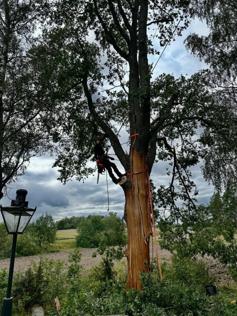 Akutjobb med blixt-skadat träd.🌳⚡️🪾

Vissa träd skadades i sommarens stormar pga olika svagheter, men även helt friska och strukturellt starka träd kan drabbas av blixtnedslag om oturen är framme.

Denna stora ek hade sprängts i 3 delar och slungat iväg flisor 30 meter bort. 
Med tur i oturen hade torpet bredvid klarat sig mirakulöst från att både krossats och brunnit ned. Halva kronan med tyngdpunkt mot huset hängde nämligen och gungade för minsta vind med öppet rakt genom huvudstammen. All el i stugan hade slagits ut av smällen. 

Blev ett lite extra spännande uppdrag att montera ned trädet i delar. Markfällning hade inte fungerat då trädet var sprucket i 3 delar ända ned till roten. 
Då vi är specialiserade på klättring var det som vanligt det som löste situationen och genom noggrann planering med riskbedömning genomfördes arbetet med förankring i annat träd, samt säkring med spännband runt huvudstam. 

Vi vill med detta inte skapa oro hos fastighetsägare med träd nära hus, då risken för blixtnedslag egentligen är låg. 
Men skulle oturen ändå vara framme bör hemförsäkringen täcka skadorna. 😊

#TrädhöjdarenAB #BlixtskadatTräd 
#FällningRiskträd #AkutTrädfällning #SäkerTrädfällning #TryggTrädfällning #ArboristFällning #Sektionsfällning #CertifieradArborist #UtbildadArborist 
#Trädbesiktning 
🌳 
#Södermanland #Sörmland #Gnesta #Björnlunda #Trosa #Nyköping #Tysberga #Järna #Södertälje