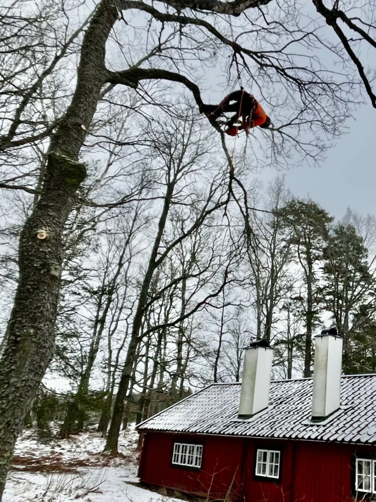 Gryts hembygdsgård vid Stjärnhov i Gnesta kommun är en mycket vacker plats i Sörmland. 🌳♥️
Här fick vi  arborister det ärofyllda uppdraget att gallra ut bland trädbeståndet, där det främst handlade om ekträd som började växa sig för mycket över hustaken på de gamla k-märkta byggnaderna. Vissa ekar plockade vi ned helt genom sektionsfällning medans andra gick att reducera tillräckligt med beskärning.
Ett trevligt jobb där vi fixade hela konceptet från fällning, materialhantering och bortforsling till kratt-ren gräsmatta. 😊
Är ni också i behov av arborist-tjänster kontakta Trädhöjdaren AB, ett lokalt företag som drivits av Birk Källström från Björnlunda, Gnesta i 18 år. 

Tel: 070 43 54 203
Hemsida: https://www.xn—trdhjdaren-r5a2t.se/

#TrädIKulturmiljö #HembygdsgårdarSörmland #ArboristStjärnhov #ArboristBjörnlunda #ArboristGnesta TrädfällningGnesta