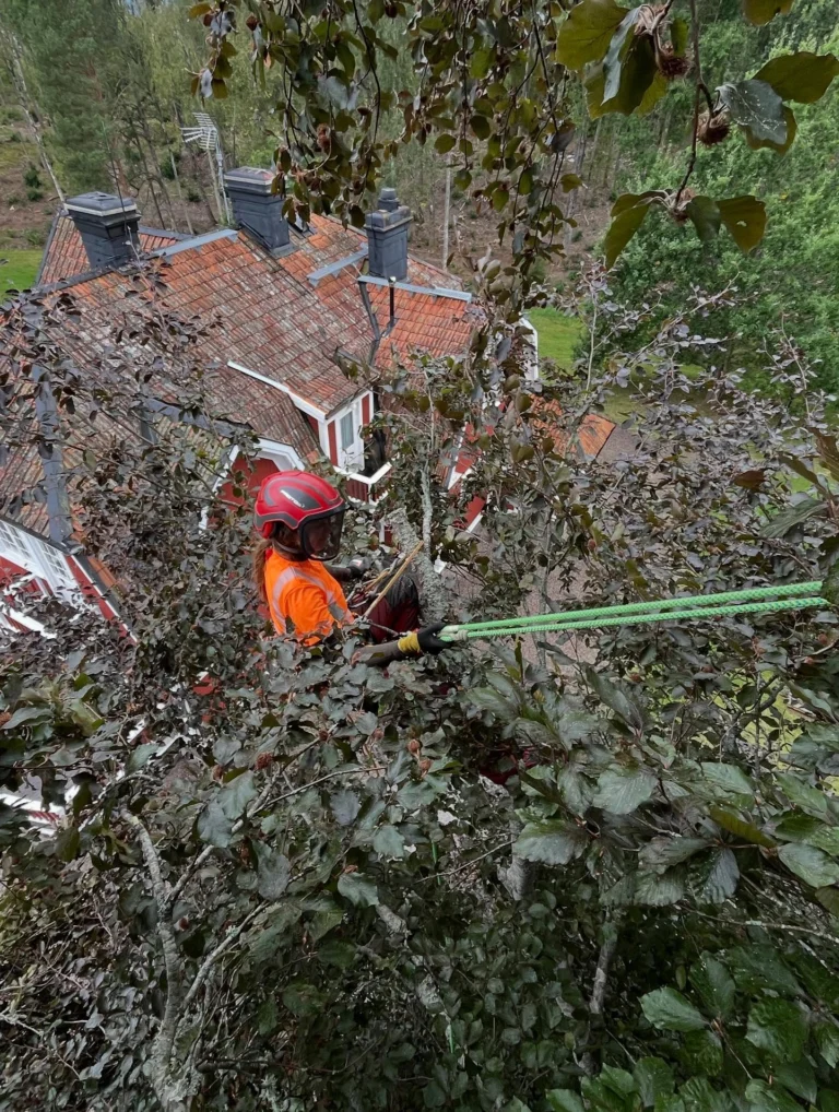 Höstens trädvårds-period har som vanligt varit intensiv för oss och klättring i stora träd fem dagar i veckan under längre tid börjar kännas i underarmarna. 😁🐒
Oftast handlar det om säkerhets-beskärning med viktavlastande reducering åt både privata kunder, kyrkogårdar och ett och annat slott. 
Det här med tid för beskärning är ett ganska omdiskuterat ämne och när september är slut, behöver inte JAS-perioden vara över. 
JAS är ett begrepp som används över hela landet och september i norra Sverige är inte det samma som i södra delarna av landet. Min erfarenhet är att man mycket väl kan beskära en bra bit in i oktober i Södermanland. 
Hamling utförs med fördel på senhösten, då träd slipper chockas mitt i vegetationstiden. 
Vinter-beskärning av ek, lind och ask fortsätter vi med efter löv-fällningen, men undviker perioder under -10 grader. 🍁🪾

#Trädhöjdaren #Arborist 
#CertifieradArborist #Trädvård #Beskärning #Trädbesiktning #Kronstabilisering #Trädklättrare 
#BeskärningBlodbok #JAS-Beskärning #VårdAvSkyddsvärdaTräd #ArboristVårdträd 
🌳
#Södermanland #Gnesta #Björnlunda #Trosa #Nyköping #Tysberga #Sparreholm #Malmköping #Järna #Södertälje #Mörkö #Vagnhärad#Oxelösund #Mariefred #Flen #Mölnbo
#Stjärnhov #Hölö