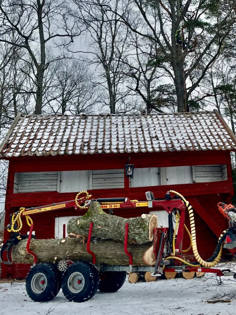 Gryts hembygdsgård vid Stjärnhov i Gnesta kommun är en mycket vacker plats i Sörmland. 🌳♥️
Här fick vi  arborister det ärofyllda uppdraget att gallra ut bland trädbeståndet, där det främst handlade om ekträd som började växa sig för mycket över hustaken på de gamla k-märkta byggnaderna. Vissa ekar plockade vi ned helt genom sektionsfällning medans andra gick att reducera tillräckligt med beskärning.
Ett trevligt jobb där vi fixade hela konceptet från fällning, materialhantering och bortforsling till kratt-ren gräsmatta. 😊
Är ni också i behov av arborist-tjänster kontakta Trädhöjdaren AB, ett lokalt företag som drivits av Birk Källström från Björnlunda, Gnesta i 18 år. 

Tel: 070 43 54 203
Hemsida: https://www.xn—trdhjdaren-r5a2t.se/

#TrädIKulturmiljö #HembygdsgårdarSörmland #ArboristStjärnhov #ArboristBjörnlunda #ArboristGnesta TrädfällningGnesta