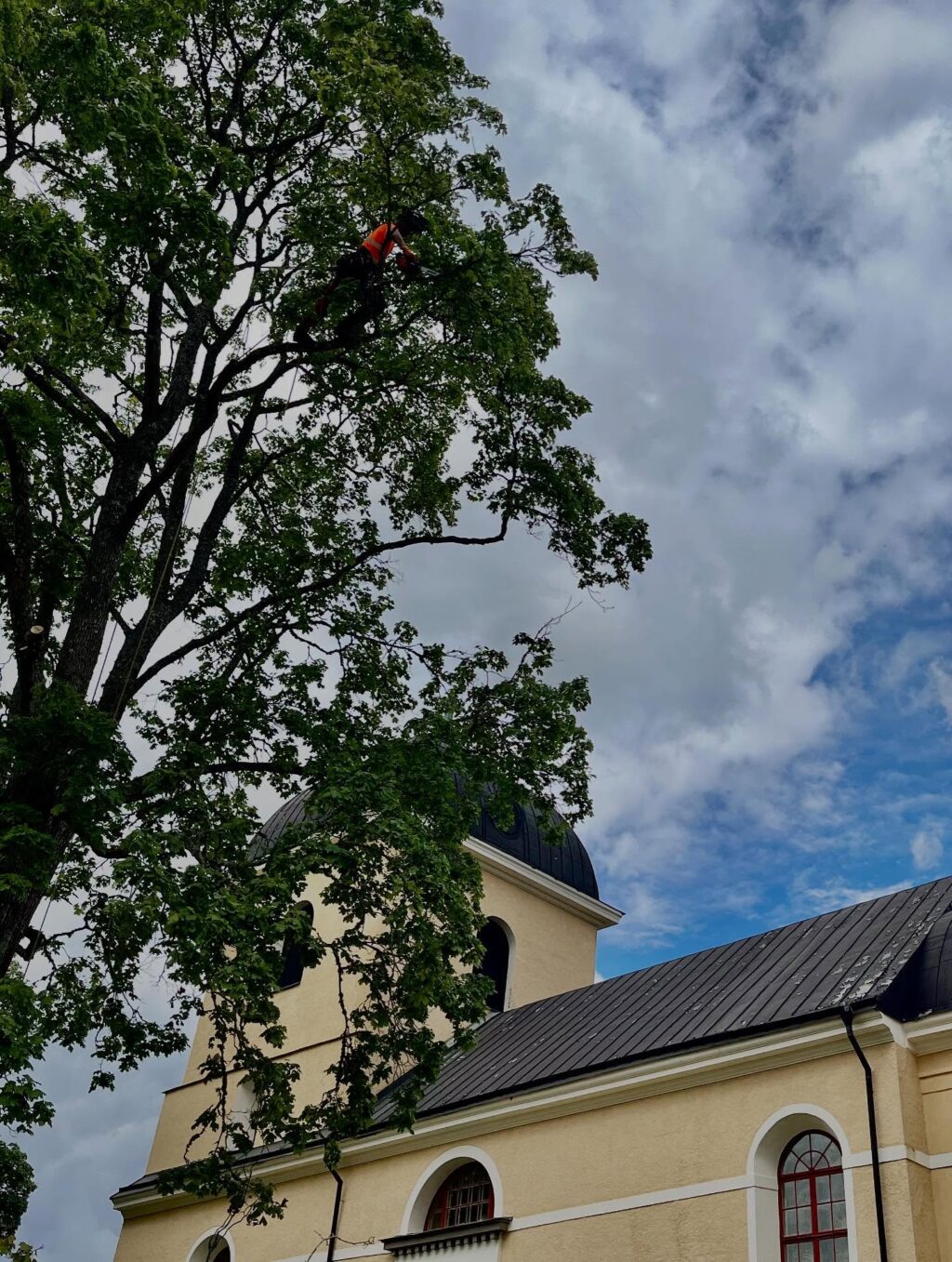 Höstens trädvårds-period har som vanligt varit intensiv för oss och klättring i stora träd fem dagar i veckan under längre tid börjar kännas i underarmarna. 😁🐒
Oftast handlar det om säkerhets-beskärning med viktavlastande reducering åt både privata kunder, kyrkogårdar och ett och annat slott. 
Det här med tid för beskärning är ett ganska omdiskuterat ämne och när september är slut, behöver inte JAS-perioden vara över. 
JAS är ett begrepp som används över hela landet och september i norra Sverige är inte det samma som i södra delarna av landet. Min erfarenhet är att man mycket väl kan beskära en bra bit in i oktober i Södermanland. 
Hamling utförs med fördel på senhösten, då träd slipper chockas mitt i vegetationstiden. 
Vinter-beskärning av ek, lind och ask fortsätter vi med efter löv-fällningen, men undviker perioder under -10 grader. 🍁🪾

#Trädhöjdaren #Arborist 
#CertifieradArborist #Trädvård #Beskärning #Trädbesiktning #Kronstabilisering #Trädklättrare 
#BeskärningBlodbok #JAS-Beskärning #VårdAvSkyddsvärdaTräd #ArboristVårdträd 
🌳
#Södermanland #Gnesta #Björnlunda #Trosa #Nyköping #Tysberga #Sparreholm #Malmköping #Järna #Södertälje #Mörkö #Vagnhärad#Oxelösund #Mariefred #Flen #Mölnbo
#Stjärnhov #Hölö