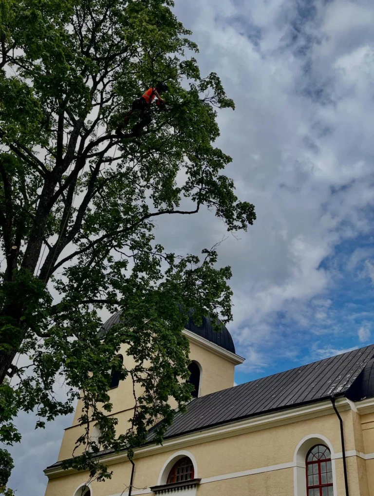 Höstens trädvårds-period har som vanligt varit intensiv för oss och klättring i stora träd fem dagar i veckan under längre tid börjar kännas i underarmarna. 😁🐒
Oftast handlar det om säkerhets-beskärning med viktavlastande reducering åt både privata kunder, kyrkogårdar och ett och annat slott. 
Det här med tid för beskärning är ett ganska omdiskuterat ämne och när september är slut, behöver inte JAS-perioden vara över. 
JAS är ett begrepp som används över hela landet och september i norra Sverige är inte det samma som i södra delarna av landet. Min erfarenhet är att man mycket väl kan beskära en bra bit in i oktober i Södermanland. 
Hamling utförs med fördel på senhösten, då träd slipper chockas mitt i vegetationstiden. 
Vinter-beskärning av ek, lind och ask fortsätter vi med efter löv-fällningen, men undviker perioder under -10 grader. 🍁🪾

#Trädhöjdaren #Arborist 
#CertifieradArborist #Trädvård #Beskärning #Trädbesiktning #Kronstabilisering #Trädklättrare 
#BeskärningBlodbok #JAS-Beskärning #VårdAvSkyddsvärdaTräd #ArboristVårdträd 
🌳
#Södermanland #Gnesta #Björnlunda #Trosa #Nyköping #Tysberga #Sparreholm #Malmköping #Järna #Södertälje #Mörkö #Vagnhärad#Oxelösund #Mariefred #Flen #Mölnbo
#Stjärnhov #Hölö