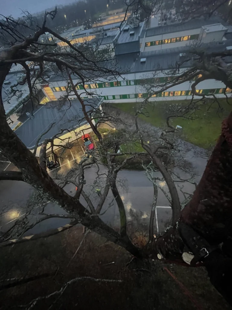 Fällning av död jätte-tall i ösregn åt Region Sörmland i Nyköping.
Det ska vara lite utmaning för Trädhöjdaren AB 😎

För att undvika att spräcka asfalten under fick de största delarna firas ned. Men gäller att ha i åtanke att trädet är dött och hållfastheten försämrad, när man belastar med riggningspunkt. 

 #FällningAvDöttTräd 
#FällningRiskträd #SäkerTrädfällning #TrädfällningNyköping #TrädfällningSörmland