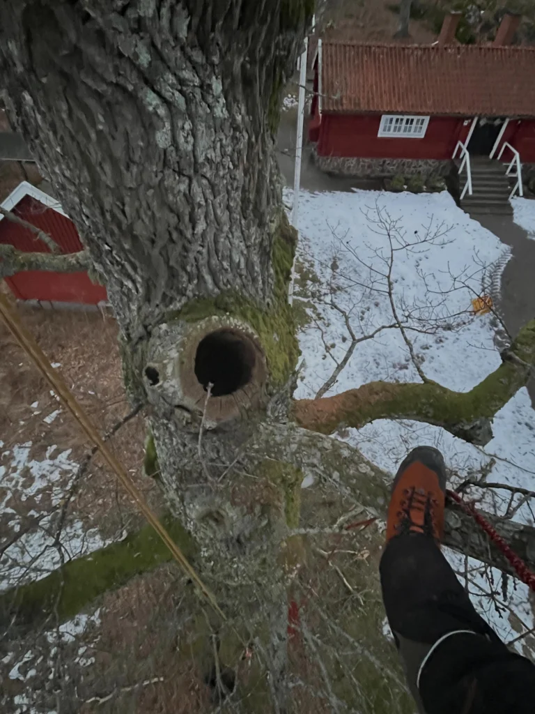 Säkerhetsbeskärning av ekarna vid Hyltinge Hembygdsgård i Sparreholm. 🌳🦇🪲
En av Sörmlands vackraste platser där vi har det ärofyllda uppdraget att jobba med de flera hundra år gamla ekarna i denna värdefulla kulturmiljö. 
Platsen som är belägen på en udde i Båven ligger i anslutning till naturreservatet Sparreholms Ekhagar och vi försöker jobba efter en kompromiss av naturvård och säkerhet. 😊
En friväxande ek sägs växa i 300 år, leva i 300 år för att sedan dö i 300 år. 
I naturreservatet genomgår de denna livscykel naturligt och många är i sin sista tillbakagångsfas med ett högt naturvärde i form av död ved och håligheter som skapar en livsmiljö för hundratals arter. 
På hembygdsgården vistas det mycket folk och kraven på säkerhet är därför höga. Vi kombinerar viktavlastande beskärning och kronrensning av döda grenar med att lämna en viss andel död och torr ved kvar. Detta i form av att övergrova döda grenar inte snittas av helt inne vid stammen, då trädet ändå inte har kapaciteten att läka så pass grova snitt. 
Stumpar som inte utgör någon risk lämnas därmed kvar ur naturvårdssynpunkt. De sågas snett eller i naturligt grenbrott-snitt för undvika raka snitt som inte passar in. 🌳🦉 Kontakta Birk på Trädhöjdaren AB vid behov av Arborist-tjänster 070 4354203  www.trädhöjdaren.se

#HyltingeHembyggdsgård #Veteranträd #SkyddsvärdaTräd #ArboristNaturvård
#ArboristFörGammlaTräd