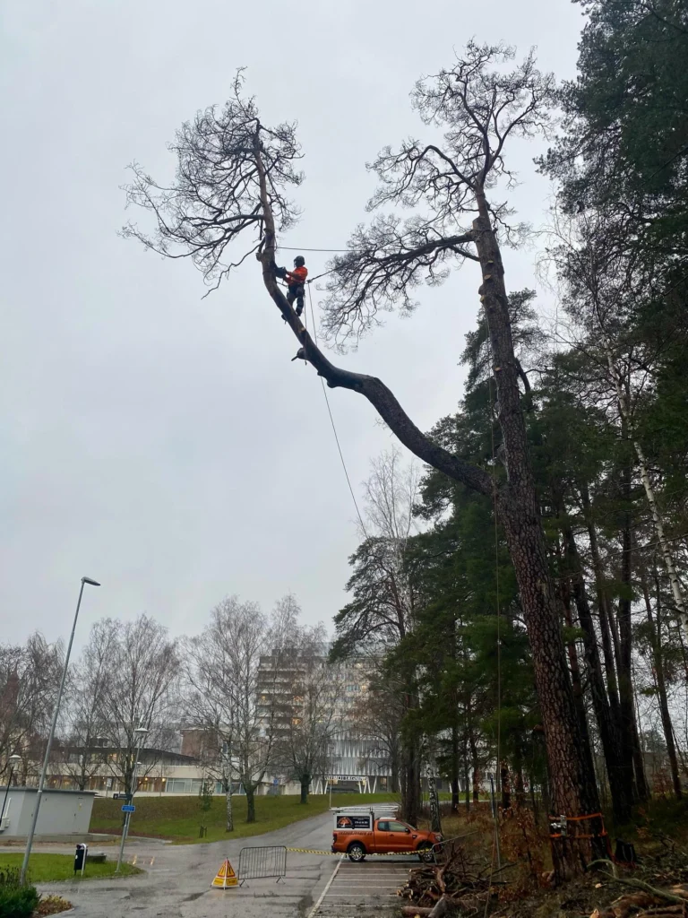 Fällning av död jätte-tall i ösregn åt Region Sörmland i Nyköping.
Det ska vara lite utmaning för Trädhöjdaren AB 😎

För att undvika att spräcka asfalten under fick de största delarna firas ned. Men gäller att ha i åtanke att trädet är dött och hållfastheten försämrad, när man belastar med riggningspunkt. 

 #FällningAvDöttTräd 
#FällningRiskträd #SäkerTrädfällning #TrädfällningNyköping #TrädfällningSörmland