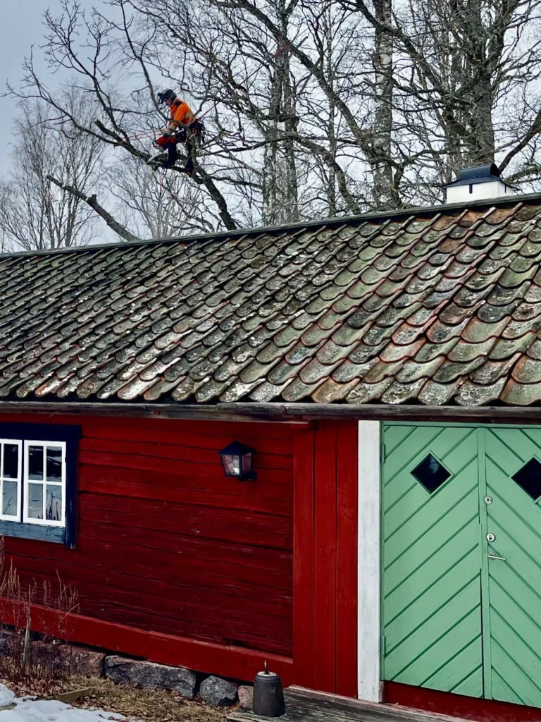 Gryts hembygdsgård vid Stjärnhov i Gnesta kommun är en mycket vacker plats i Sörmland. 🌳♥️
Här fick vi  arborister det ärofyllda uppdraget att gallra ut bland trädbeståndet, där det främst handlade om ekträd som började växa sig för mycket över hustaken på de gamla k-märkta byggnaderna. Vissa ekar plockade vi ned helt genom sektionsfällning medans andra gick att reducera tillräckligt med beskärning.
Ett trevligt jobb där vi fixade hela konceptet från fällning, materialhantering och bortforsling till kratt-ren gräsmatta. 😊
Är ni också i behov av arborist-tjänster kontakta Trädhöjdaren AB, ett lokalt företag som drivits av Birk Källström från Björnlunda, Gnesta i 18 år. 

Tel: 070 43 54 203
Hemsida: https://www.xn—trdhjdaren-r5a2t.se/

#TrädIKulturmiljö #HembygdsgårdarSörmland #ArboristStjärnhov #ArboristBjörnlunda #ArboristGnesta TrädfällningGnesta