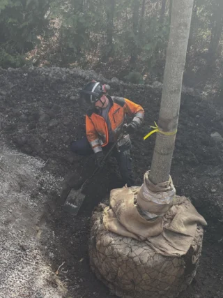 Plantering av riktigt stort Tulpanträd, Lirodendron tulipifera 😎🌳🌷
Det finns det man kallar stora träd på plantskolan, men så är det möjligt att special-beställa dubbelt så stora träd med en omkrets på upp till 60 cm. Detta tulpanträd var unikt i sitt slag på Stångby plantskola och hade väntat i många år på att få levereras till sin slutgiltiga växtplats. Ett träd som redan är uppåt 20 år gammalt och företablerat med en massa finrötter genom Air pot container.
Med val av lite mer exotiska träd som kan vara på gränsen till härdiga (i zon 2-3) är detta en stor fördel för en bra och snabbare etablering. 
Detta träd vägde ungefär 1,5 ton vid leverans och fick hanteras med kranbil till planeringsgropen. Förarbetet är då extra viktigt och höjden i gropen bör vara inmätt och i våg med vattenpass, för när väl trädet står där är justeringar svåra. 
Trädhöjdaren AB står till tjänst för plantering av stora träd. 😊🌳 

#PlanteringAvStoraTräd #ArboristPlantering #TrädhöjdarenPlanterar
#ExotiskaTrädSverige
#TrädvårdTulpanträd