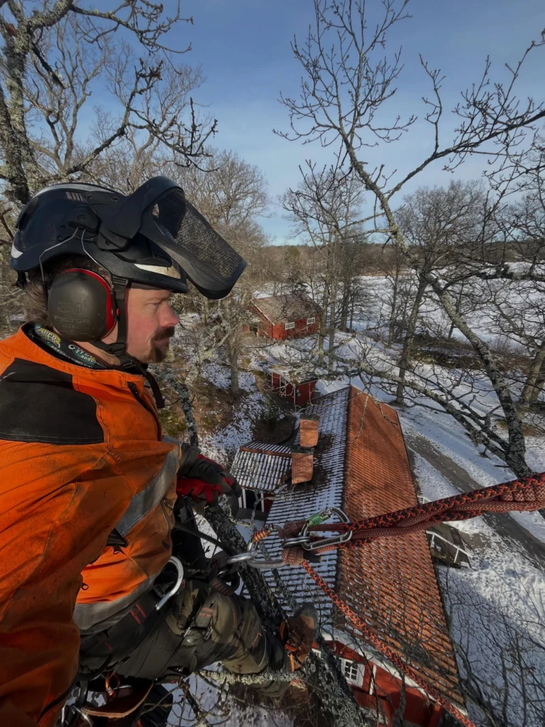 Säkerhetsbeskärning av ekarna vid Hyltinge Hembygdsgård i Sparreholm. 🌳🦇🪲
En av Sörmlands vackraste platser där vi har det ärofyllda uppdraget att jobba med de flera hundra år gamla ekarna i denna värdefulla kulturmiljö. 
Platsen som är belägen på en udde i Båven ligger i anslutning till naturreservatet Sparreholms Ekhagar och vi försöker jobba efter en kompromiss av naturvård och säkerhet. 😊
En friväxande ek sägs växa i 300 år, leva i 300 år för att sedan dö i 300 år. 
I naturreservatet genomgår de denna livscykel naturligt och många är i sin sista tillbakagångsfas med ett högt naturvärde i form av död ved och håligheter som skapar en livsmiljö för hundratals arter. 
På hembygdsgården vistas det mycket folk och kraven på säkerhet är därför höga. Vi kombinerar viktavlastande beskärning och kronrensning av döda grenar med att lämna en viss andel död och torr ved kvar. Detta i form av att övergrova döda grenar inte snittas av helt inne vid stammen, då trädet ändå inte har kapaciteten att läka så pass grova snitt. 
Stumpar som inte utgör någon risk lämnas därmed kvar ur naturvårdssynpunkt. De sågas snett eller i naturligt grenbrott-snitt för undvika raka snitt som inte passar in. 🌳🦉 Kontakta Birk på Trädhöjdaren AB vid behov av Arborist-tjänster 070 4354203  www.trädhöjdaren.se

#HyltingeHembyggdsgård #Veteranträd #SkyddsvärdaTräd #ArboristNaturvård
#ArboristFörGammlaTräd