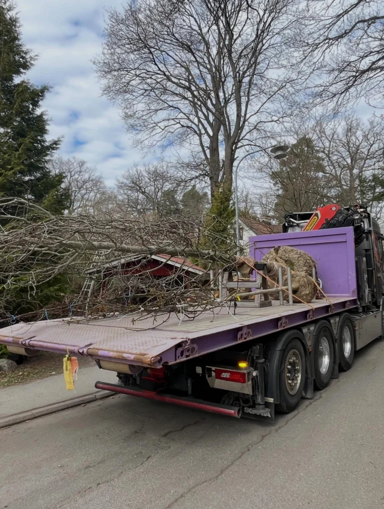 Plantering av riktigt stort Tulpanträd, Lirodendron tulipifera 😎🌳🌷
Det finns det man kallar stora träd på plantskolan, men så är det möjligt att special-beställa dubbelt så stora träd med en omkrets på upp till 60 cm. Detta tulpanträd var unikt i sitt slag på Stångby plantskola och hade väntat i många år på att få levereras till sin slutgiltiga växtplats. Ett träd som redan är uppåt 20 år gammalt och företablerat med en massa finrötter genom Air pot container.
Med val av lite mer exotiska träd som kan vara på gränsen till härdiga (i zon 2-3) är detta en stor fördel för en bra och snabbare etablering. 
Detta träd vägde ungefär 1,5 ton vid leverans och fick hanteras med kranbil till planeringsgropen. Förarbetet är då extra viktigt och höjden i gropen bör vara inmätt och i våg med vattenpass, för när väl trädet står där är justeringar svåra. 
Trädhöjdaren AB står till tjänst för plantering av stora träd. 😊🌳 

#PlanteringAvStoraTräd #ArboristPlantering #TrädhöjdarenPlanterar
#ExotiskaTrädSverige
#TrädvårdTulpanträd