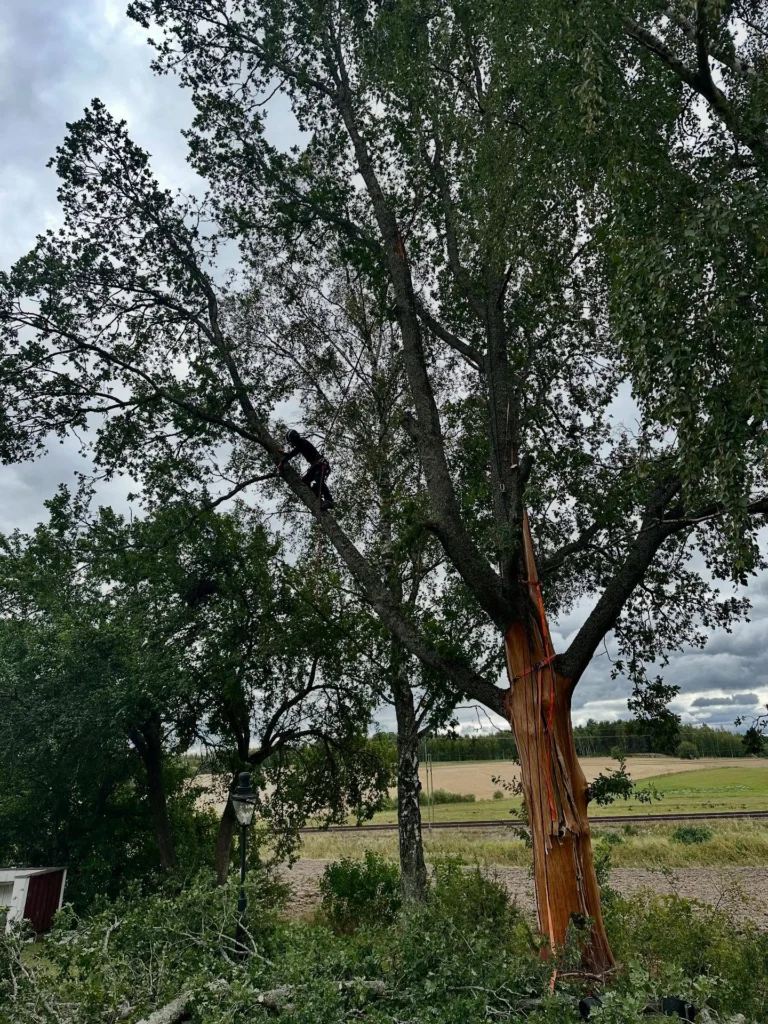 Akutjobb med blixt-skadat träd.🌳⚡️🪾

Vissa träd skadades i sommarens stormar pga olika svagheter, men även helt friska och strukturellt starka träd kan drabbas av blixtnedslag om oturen är framme.

Denna stora ek hade sprängts i 3 delar och slungat iväg flisor 30 meter bort. 
Med tur i oturen hade torpet bredvid klarat sig mirakulöst från att både krossats och brunnit ned. Halva kronan med tyngdpunkt mot huset hängde nämligen och gungade för minsta vind med öppet rakt genom huvudstammen. All el i stugan hade slagits ut av smällen. 

Blev ett lite extra spännande uppdrag att montera ned trädet i delar. Markfällning hade inte fungerat då trädet var sprucket i 3 delar ända ned till roten. 
Då vi är specialiserade på klättring var det som vanligt det som löste situationen och genom noggrann planering med riskbedömning genomfördes arbetet med förankring i annat träd, samt säkring med spännband runt huvudstam. 

Vi vill med detta inte skapa oro hos fastighetsägare med träd nära hus, då risken för blixtnedslag egentligen är låg. 
Men skulle oturen ändå vara framme bör hemförsäkringen täcka skadorna. 😊

#TrädhöjdarenAB #BlixtskadatTräd 
#FällningRiskträd #AkutTrädfällning #SäkerTrädfällning #TryggTrädfällning #ArboristFällning #Sektionsfällning #CertifieradArborist #UtbildadArborist 
#Trädbesiktning 
🌳 
#Södermanland #Sörmland #Gnesta #Björnlunda #Trosa #Nyköping #Tysberga #Järna #Södertälje