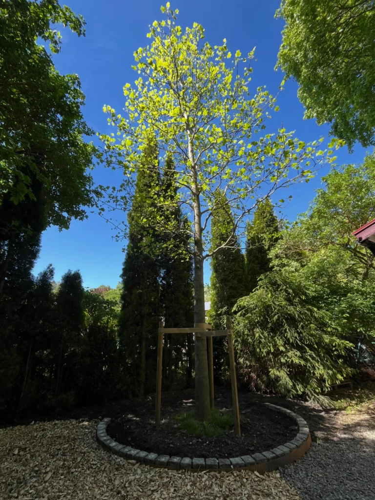 Plantering av riktigt stort Tulpanträd, Lirodendron tulipifera 😎🌳🌷
Det finns det man kallar stora träd på plantskolan, men så är det möjligt att special-beställa dubbelt så stora träd med en omkrets på upp till 60 cm. Detta tulpanträd var unikt i sitt slag på Stångby plantskola och hade väntat i många år på att få levereras till sin slutgiltiga växtplats. Ett träd som redan är uppåt 20 år gammalt och företablerat med en massa finrötter genom Air pot container.
Med val av lite mer exotiska träd som kan vara på gränsen till härdiga (i zon 2-3) är detta en stor fördel för en bra och snabbare etablering. 
Detta träd vägde ungefär 1,5 ton vid leverans och fick hanteras med kranbil till planeringsgropen. Förarbetet är då extra viktigt och höjden i gropen bör vara inmätt och i våg med vattenpass, för när väl trädet står där är justeringar svåra. 
Trädhöjdaren AB står till tjänst för plantering av stora träd. 😊🌳 

#PlanteringAvStoraTräd #ArboristPlantering #TrädhöjdarenPlanterar
#ExotiskaTrädSverige
#TrädvårdTulpanträd