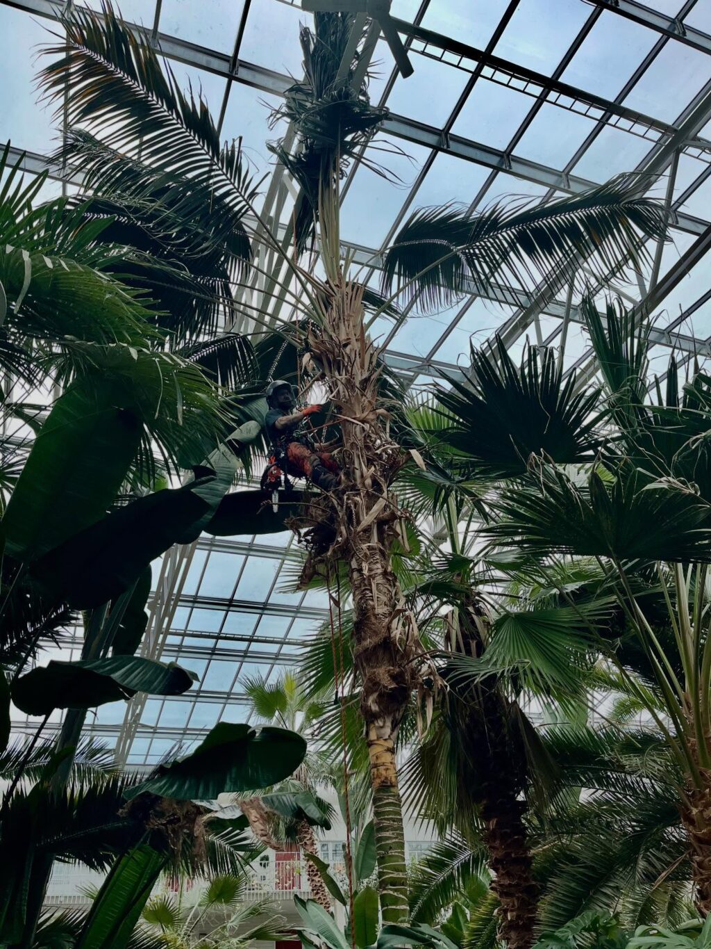 Trädhöjdaren AB önskar alla ett riktigt gott 2026!
🥳🌴⛄️
Ett av vårt sista jobb för 2025, var av det lite mer exotiska slaget med fällning av palmer i tropikhus. Bostadsrättsföreningen Bovieran finns på flera platser i Sverige och för fem år sedan plockade vi ner 6 stycken palmer i Nyköping. Men nu var det dags för Örebro, som önskade anlita Arborist med specialkompetens på fällning av palmer. 
Anledningen till att de högsta palmerna behövde plockas ned, var att de hade trivts så bra att de tyvärr vuxit sig upp i växthuset tak. 
Stammarna hade vid basen en diameter på 70-80 cm och mycket tunga (vätskefyllda) att hantera. För att undvika att skada annan djungel-vegetation fick de delvis firas ned kontrollerat i delar, med förankring i växthusets tak-konstruktion. 
Inget typ av träd är omöjligt för Trädhöjdaren AB med kollegor. 😎🌴👍

#Trädhöjdaren #PalmFällning #ExotiskArborist #ArboristOvanligaTräd #BovieransPalmer