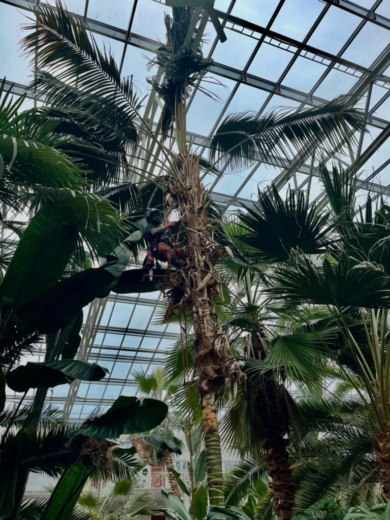 Trädhöjdaren AB önskar alla ett riktigt gott 2026!
🥳🌴⛄️
Ett av vårt sista jobb för 2025, var av det lite mer exotiska slaget med fällning av palmer i tropikhus. Bostadsrättsföreningen Bovieran finns på flera platser i Sverige och för fem år sedan plockade vi ner 6 stycken palmer i Nyköping. Men nu var det dags för Örebro, som önskade anlita Arborist med specialkompetens på fällning av palmer. 
Anledningen till att de högsta palmerna behövde plockas ned, var att de hade trivts så bra att de tyvärr vuxit sig upp i växthuset tak. 
Stammarna hade vid basen en diameter på 70-80 cm och mycket tunga (vätskefyllda) att hantera. För att undvika att skada annan djungel-vegetation fick de delvis firas ned kontrollerat i delar, med förankring i växthusets tak-konstruktion. 
Inget typ av träd är omöjligt för Trädhöjdaren AB med kollegor. 😎🌴👍

#Trädhöjdaren #PalmFällning #ExotiskArborist #ArboristOvanligaTräd #BovieransPalmer