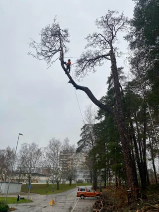 Fällning av död jätte-tall i ösregn åt Region Sörmland i Nyköping.
Det ska vara lite utmaning för Trädhöjdaren AB 😎

För att undvika att spräcka asfalten under fick de största delarna firas ned. Men gäller att ha i åtanke att trädet är dött och hållfastheten försämrad, när man belastar med riggningspunkt. 

 #FällningAvDöttTräd 
#FällningRiskträd #SäkerTrädfällning #TrädfällningNyköping #TrädfällningSörmland