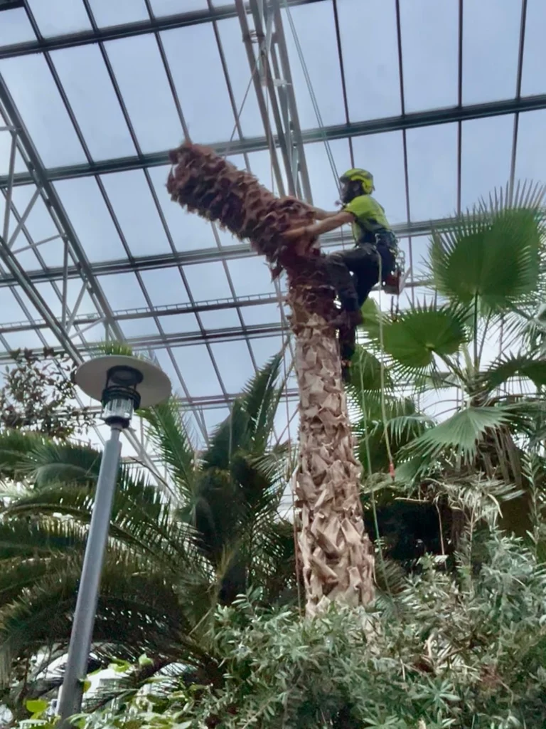 Trädhöjdaren AB önskar alla ett riktigt gott 2026!
🥳🌴⛄️
Ett av vårt sista jobb för 2025, var av det lite mer exotiska slaget med fällning av palmer i tropikhus. Bostadsrättsföreningen Bovieran finns på flera platser i Sverige och för fem år sedan plockade vi ner 6 stycken palmer i Nyköping. Men nu var det dags för Örebro, som önskade anlita Arborist med specialkompetens på fällning av palmer. 
Anledningen till att de högsta palmerna behövde plockas ned, var att de hade trivts så bra att de tyvärr vuxit sig upp i växthuset tak. 
Stammarna hade vid basen en diameter på 70-80 cm och mycket tunga (vätskefyllda) att hantera. För att undvika att skada annan djungel-vegetation fick de delvis firas ned kontrollerat i delar, med förankring i växthusets tak-konstruktion. 
Inget typ av träd är omöjligt för Trädhöjdaren AB med kollegor. 😎🌴👍

#Trädhöjdaren #PalmFällning #ExotiskArborist #ArboristOvanligaTräd #BovieransPalmer