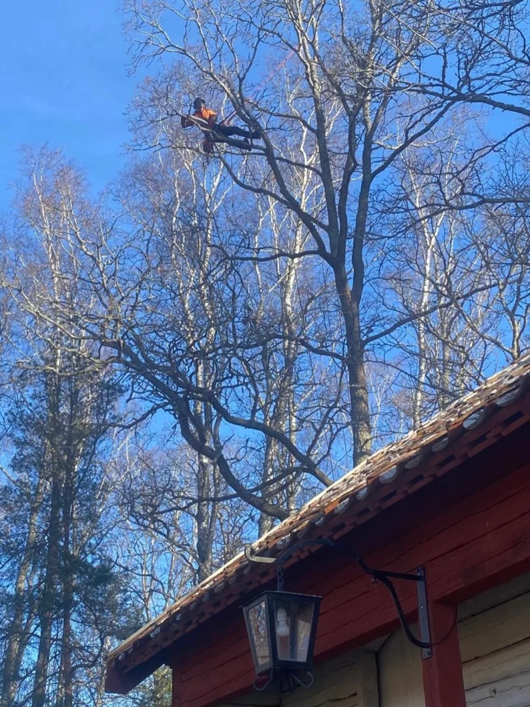 Gryts hembygdsgård vid Stjärnhov i Gnesta kommun är en mycket vacker plats i Sörmland. 🌳♥️
Här fick vi  arborister det ärofyllda uppdraget att gallra ut bland trädbeståndet, där det främst handlade om ekträd som började växa sig för mycket över hustaken på de gamla k-märkta byggnaderna. Vissa ekar plockade vi ned helt genom sektionsfällning medans andra gick att reducera tillräckligt med beskärning.
Ett trevligt jobb där vi fixade hela konceptet från fällning, materialhantering och bortforsling till kratt-ren gräsmatta. 😊
Är ni också i behov av arborist-tjänster kontakta Trädhöjdaren AB, ett lokalt företag som drivits av Birk Källström från Björnlunda, Gnesta i 18 år. 

Tel: 070 43 54 203
Hemsida: https://www.xn—trdhjdaren-r5a2t.se/

#TrädIKulturmiljö #HembygdsgårdarSörmland #ArboristStjärnhov #ArboristBjörnlunda #ArboristGnesta TrädfällningGnesta