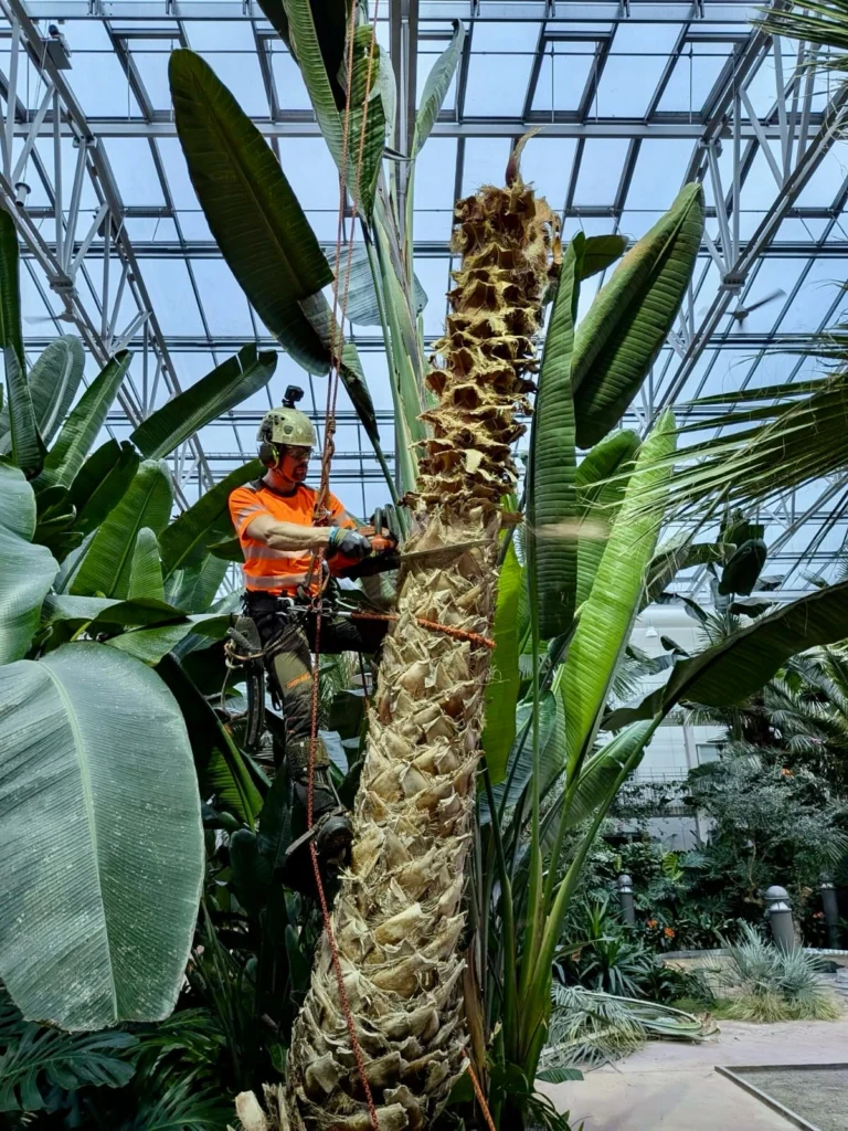 Trädhöjdaren AB önskar alla ett riktigt gott 2026!
🥳🌴⛄️
Ett av vårt sista jobb för 2025, var av det lite mer exotiska slaget med fällning av palmer i tropikhus. Bostadsrättsföreningen Bovieran finns på flera platser i Sverige och för fem år sedan plockade vi ner 6 stycken palmer i Nyköping. Men nu var det dags för Örebro, som önskade anlita Arborist med specialkompetens på fällning av palmer. 
Anledningen till att de högsta palmerna behövde plockas ned, var att de hade trivts så bra att de tyvärr vuxit sig upp i växthuset tak. 
Stammarna hade vid basen en diameter på 70-80 cm och mycket tunga (vätskefyllda) att hantera. För att undvika att skada annan djungel-vegetation fick de delvis firas ned kontrollerat i delar, med förankring i växthusets tak-konstruktion. 
Inget typ av träd är omöjligt för Trädhöjdaren AB med kollegor. 😎🌴👍

#Trädhöjdaren #PalmFällning #ExotiskArborist #ArboristOvanligaTräd #BovieransPalmer