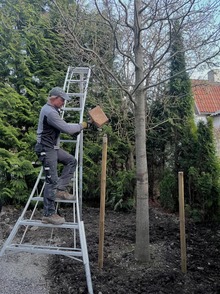 Plantering av riktigt stort Tulpanträd, Lirodendron tulipifera 😎🌳🌷
Det finns det man kallar stora träd på plantskolan, men så är det möjligt att special-beställa dubbelt så stora träd med en omkrets på upp till 60 cm. Detta tulpanträd var unikt i sitt slag på Stångby plantskola och hade väntat i många år på att få levereras till sin slutgiltiga växtplats. Ett träd som redan är uppåt 20 år gammalt och företablerat med en massa finrötter genom Air pot container.
Med val av lite mer exotiska träd som kan vara på gränsen till härdiga (i zon 2-3) är detta en stor fördel för en bra och snabbare etablering. 
Detta träd vägde ungefär 1,5 ton vid leverans och fick hanteras med kranbil till planeringsgropen. Förarbetet är då extra viktigt och höjden i gropen bör vara inmätt och i våg med vattenpass, för när väl trädet står där är justeringar svåra. 
Trädhöjdaren AB står till tjänst för plantering av stora träd. 😊🌳 

#PlanteringAvStoraTräd #ArboristPlantering #TrädhöjdarenPlanterar
#ExotiskaTrädSverige
#TrädvårdTulpanträd