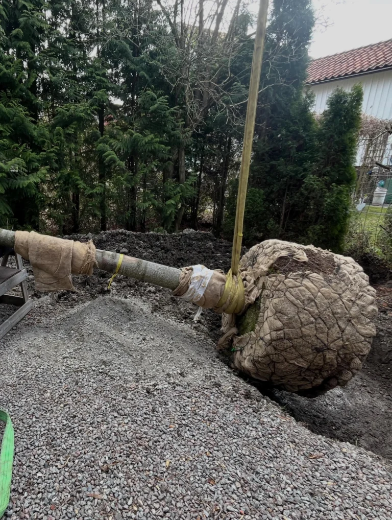 Plantering av riktigt stort Tulpanträd, Lirodendron tulipifera 😎🌳🌷
Det finns det man kallar stora träd på plantskolan, men så är det möjligt att special-beställa dubbelt så stora träd med en omkrets på upp till 60 cm. Detta tulpanträd var unikt i sitt slag på Stångby plantskola och hade väntat i många år på att få levereras till sin slutgiltiga växtplats. Ett träd som redan är uppåt 20 år gammalt och företablerat med en massa finrötter genom Air pot container.
Med val av lite mer exotiska träd som kan vara på gränsen till härdiga (i zon 2-3) är detta en stor fördel för en bra och snabbare etablering. 
Detta träd vägde ungefär 1,5 ton vid leverans och fick hanteras med kranbil till planeringsgropen. Förarbetet är då extra viktigt och höjden i gropen bör vara inmätt och i våg med vattenpass, för när väl trädet står där är justeringar svåra. 
Trädhöjdaren AB står till tjänst för plantering av stora träd. 😊🌳 

#PlanteringAvStoraTräd #ArboristPlantering #TrädhöjdarenPlanterar
#ExotiskaTrädSverige
#TrädvårdTulpanträd